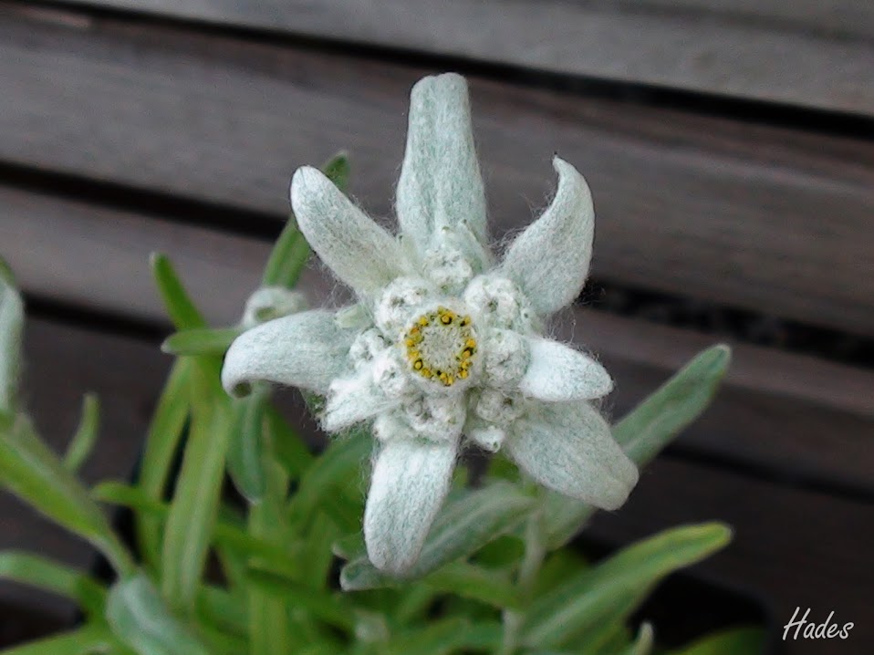 edelweiss1.jpg
