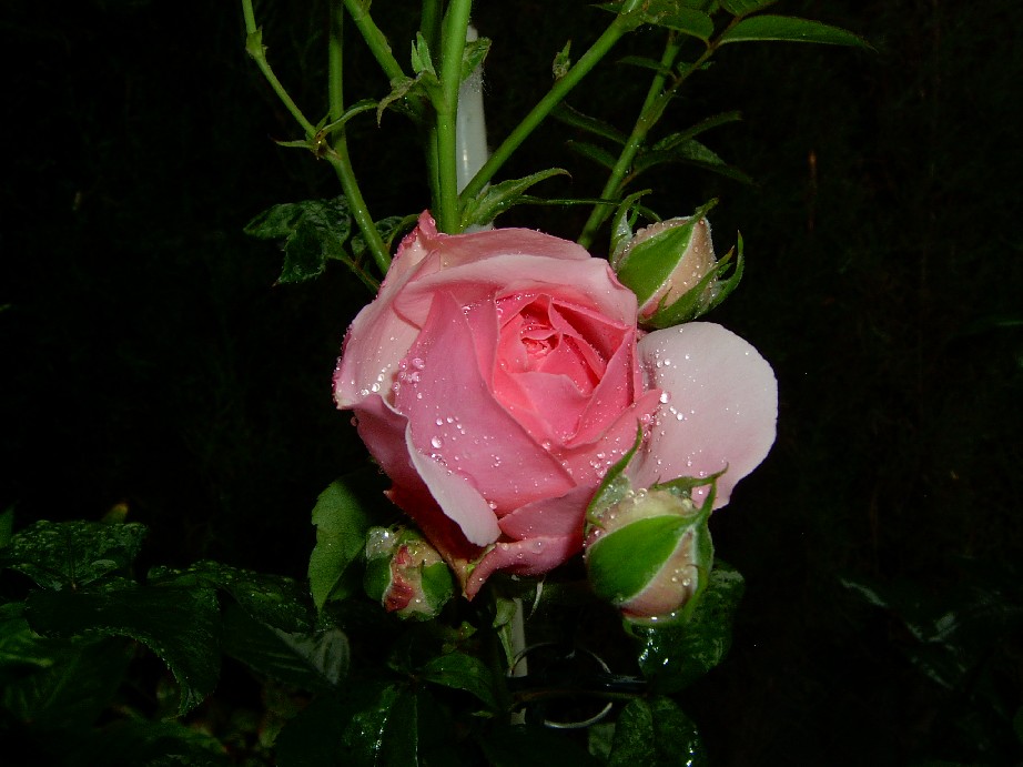 Eden%20Rose%2085-1.jpg