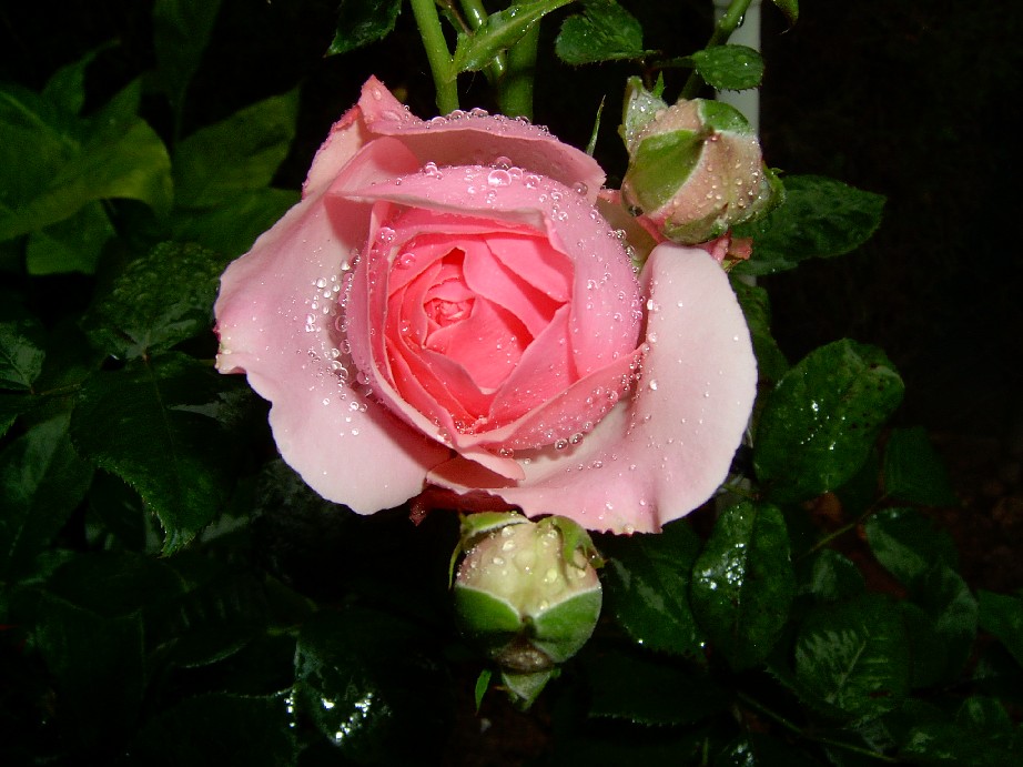 Eden%20Rose%2085-2.jpg