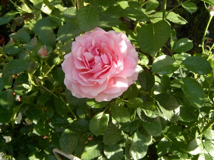 Eden%20Rose.jpg