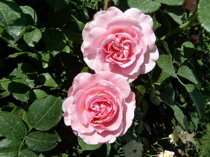 Eden%20Rose.jpg