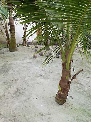 eden_project17.jpg