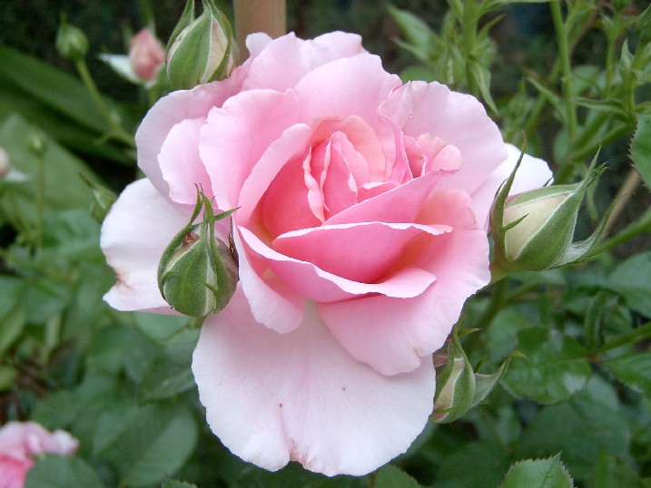 Edenrose%20-85.jpg