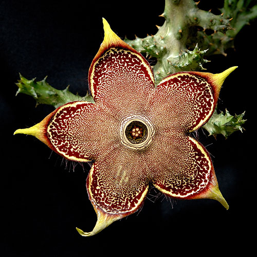 Edithcolea-grandis-08-1.jpg