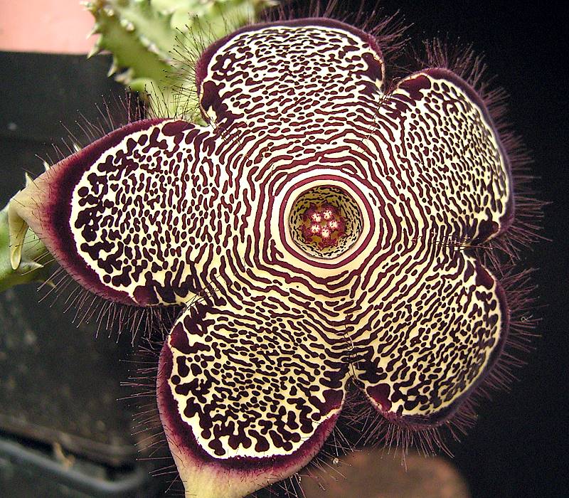 Edithcolea_grandis_baylissiana2_ies.jpg