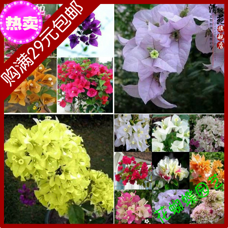 ee-shipping-20-kinds-bonsia-flower-seeds-font-b-Bougainvillea-b-font-spectabilis-diy-home-garden.jpg