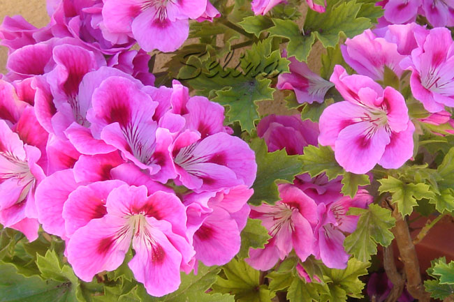 eELPelargoniusH2.jpg