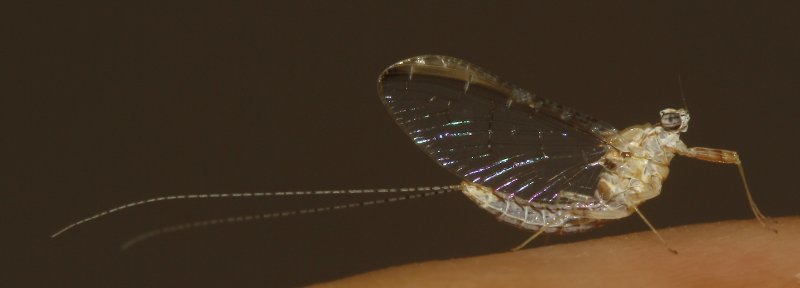 Efimera_4671.jpg