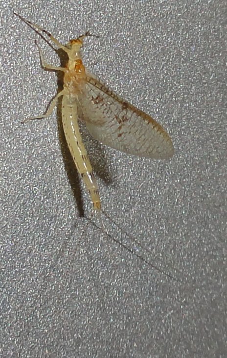 efimera_DSC00957.jpg