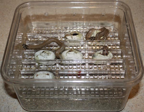 eggbox.jpg