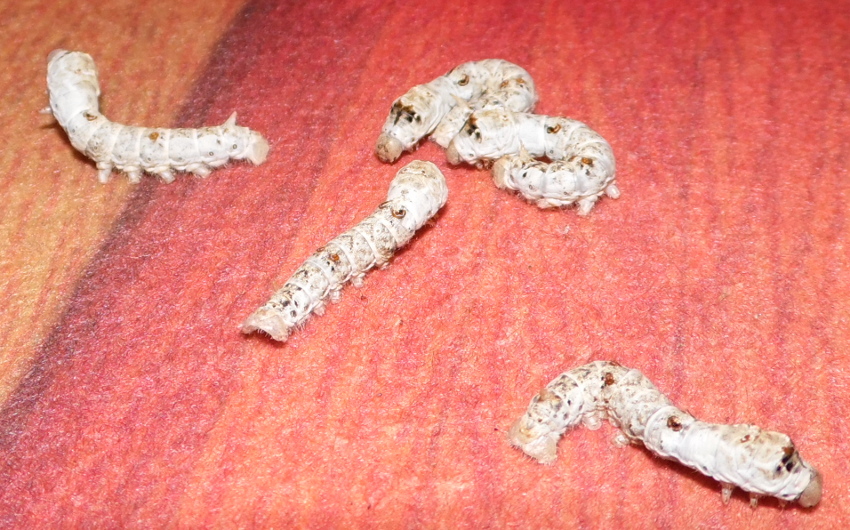egipciosblancos_02032013_2_zpsdc525842.jpg
