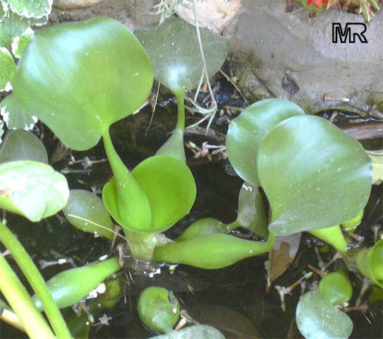 Eichhornia_crassipes.jpg