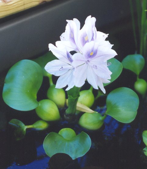 eichornia_crassipes%5B1%5D.jpg