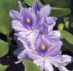 eichornia_crassipes.jpg