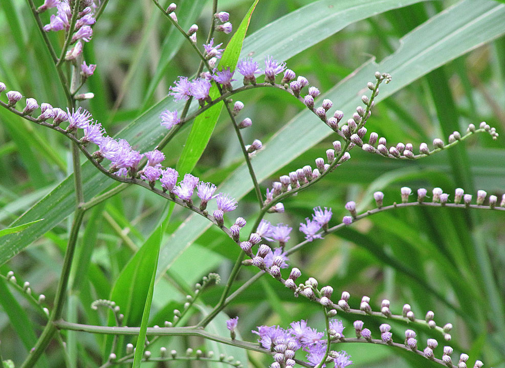 Eirmocephala_brachiata_(9209863565).jpg