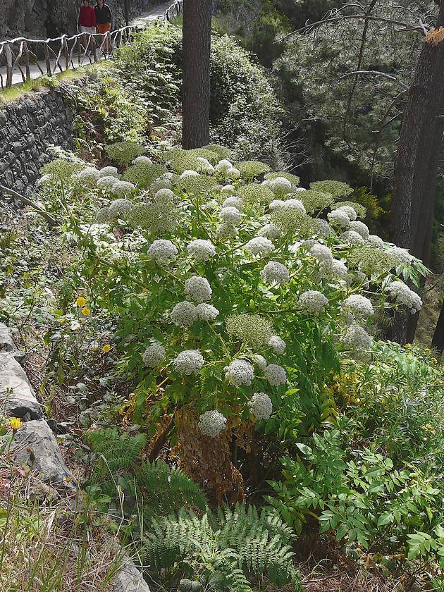 Eiro-do-Serrado-1-Melanoselinum-decipiens.jpg