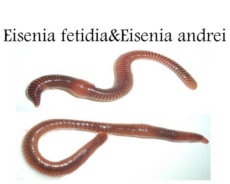 eiseniafetidayeiseniaan.jpg