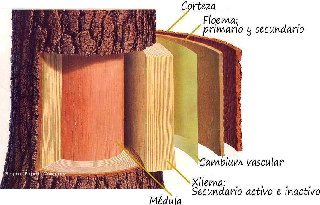 El%2Bcambium%2Bvascular%2By%2Bla%2Bmadera%2B1.png