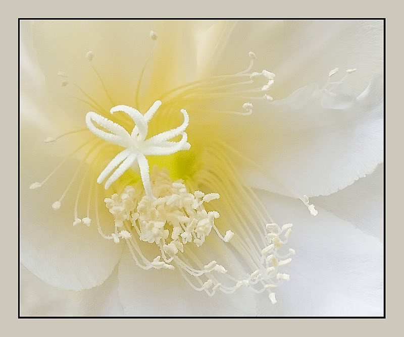 El-alma-de-las-flores.jpg