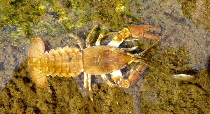 El-cangrejo-de-rio-autoctono-espanol-es-italiano_image_380.jpg