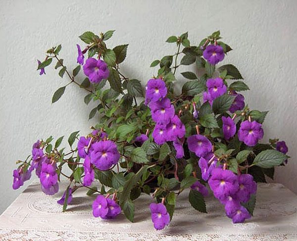 el-cultivo-de-la-achimenes-grandiflora-05-e1487875494541.jpg