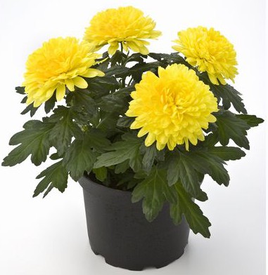 el-cultivo-del-crisantemo-en-maceta-02.jpg