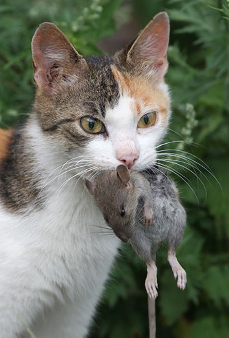 El-gato-y-el-raton.jpg