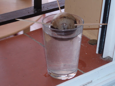el+hueso+del+aguacate+005.JPG