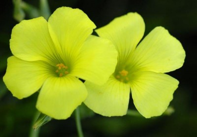 el-vinagrillo-400x278.jpg