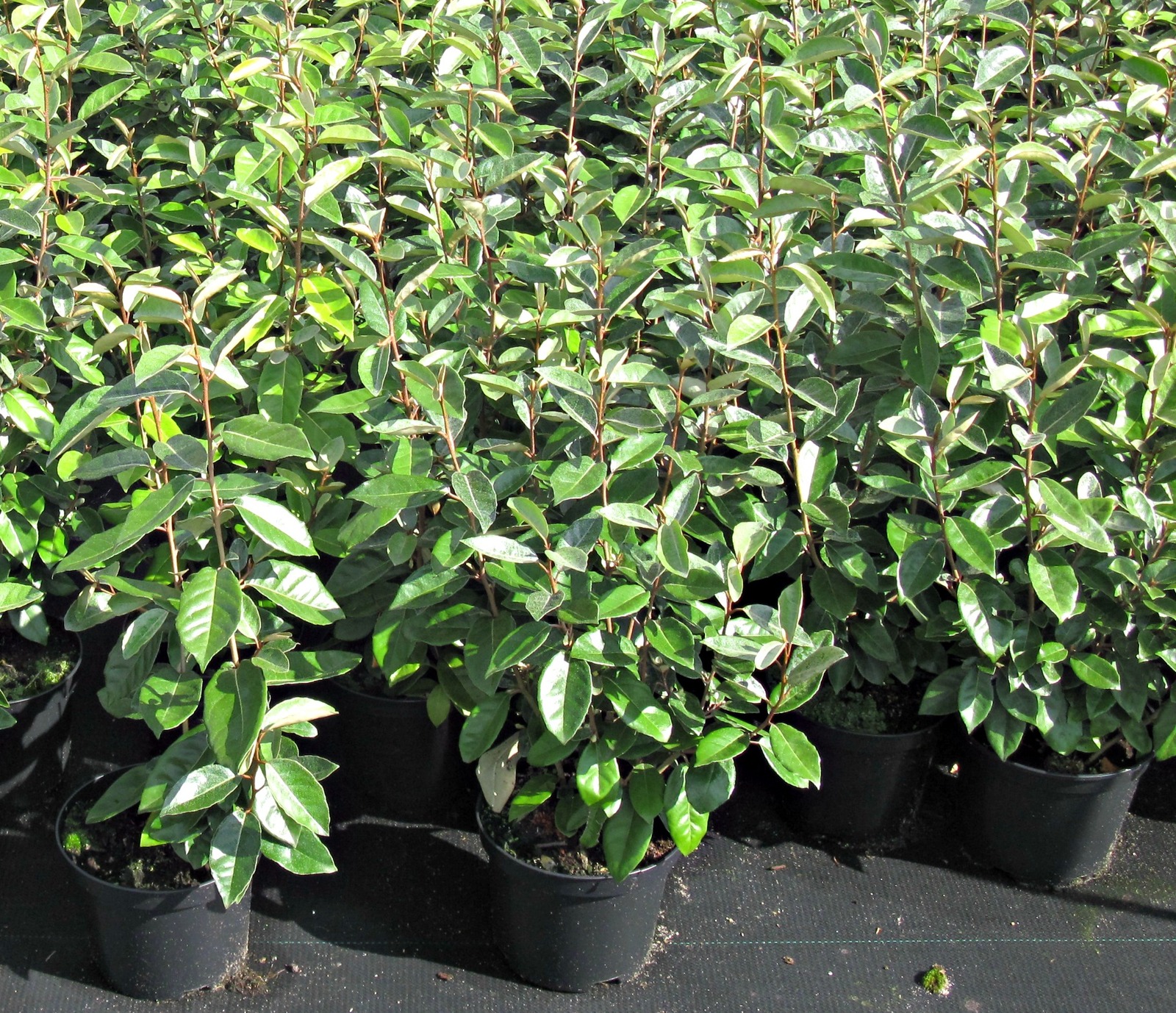 elaeagnus-ebbingei.jpg