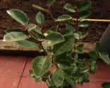 elaeagnus-x-ebbingei-xl-156x125x80xX.jpg