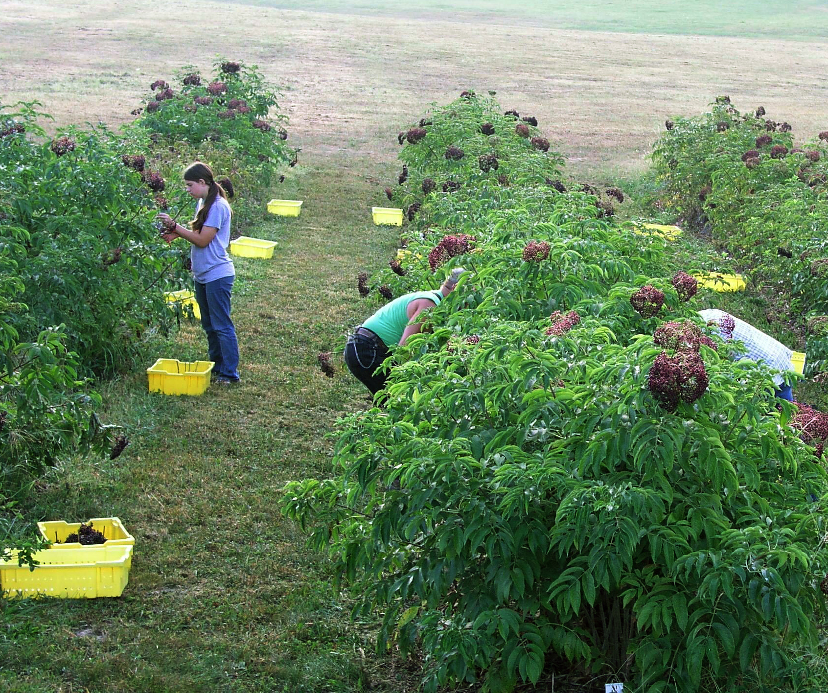elder%20harvest1.jpg