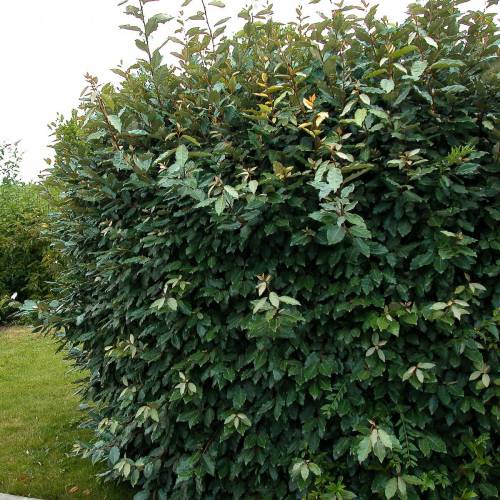eleagnus-ebbingei_ES_500_0001727.jpg