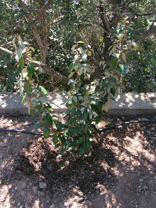 eleagnus.jpg