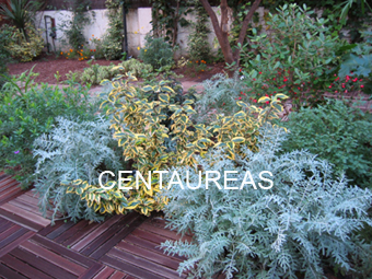 eleagnus_cynerariasbajares.jpg