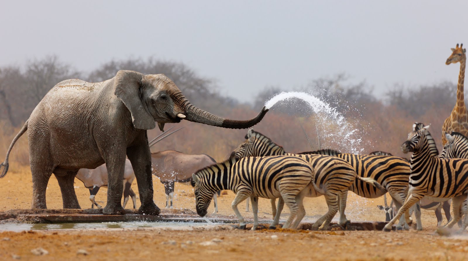 elefante-y-cebras-animales-de-la-sabana-.jpg