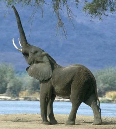 elefante2.jpg