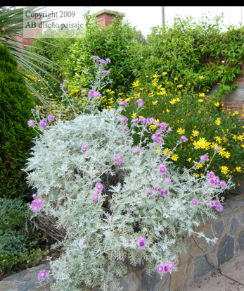 elegidaP1010640.jpg