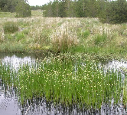 eleocharis-palustris-7.jpg