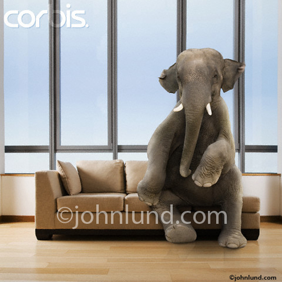 Elephant-in-the-room-sitting.jpg