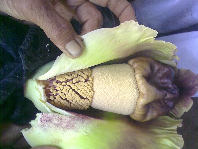 Elephant_Foot_Yam_Flower.jpg