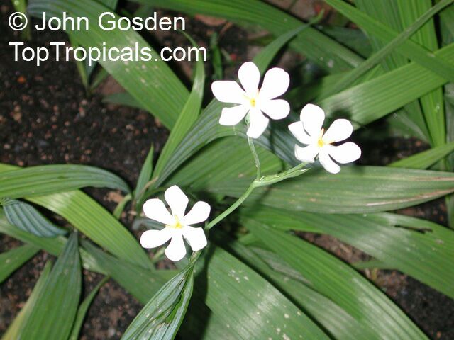Eleutherine_bulbosa2443_JGosden.jpg