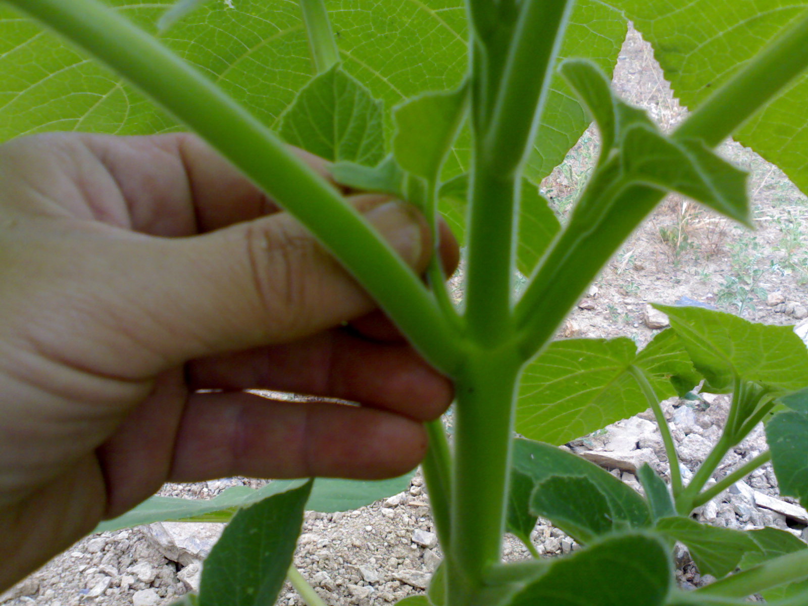 eliminar-brotes-de-paulownia.jpg