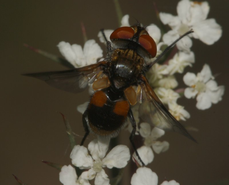 Eliozeta%20sp_5617.jpg