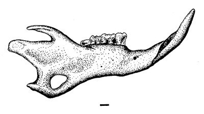 eliqueid.jpg