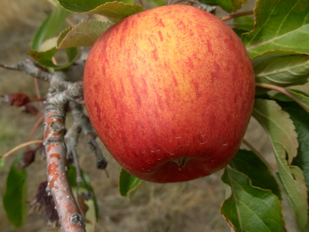 ellisonsorange.JPG