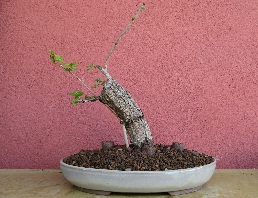elm.jpg