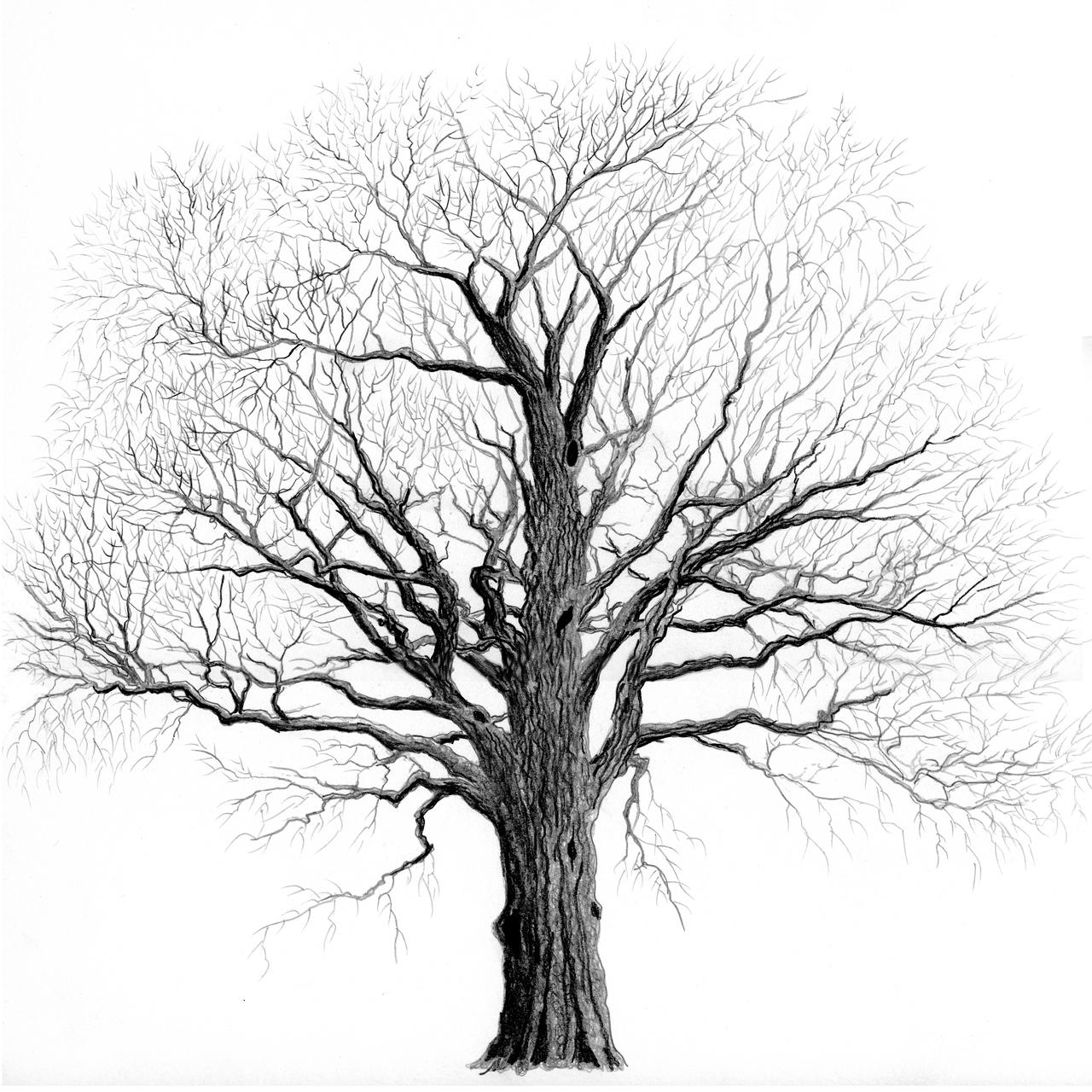 elm_tree_in_winter_by_brightstone_d4affbe-fullview.jpg