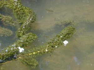 elodea.jpg