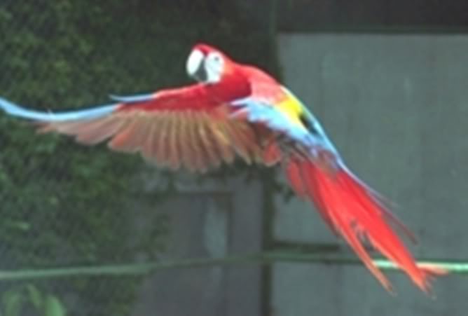 Elqueridoguacamayo-1.jpg